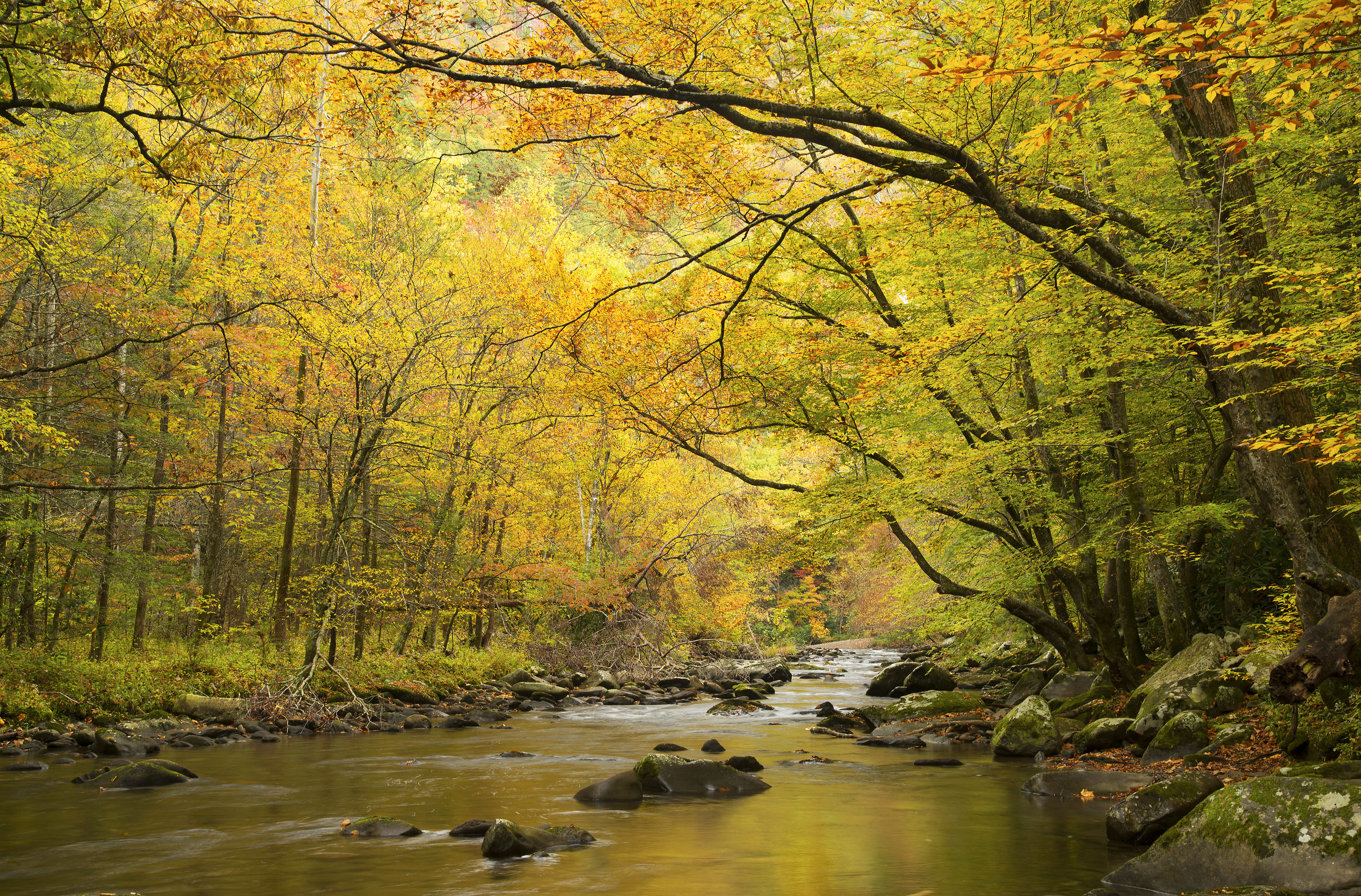 Golden colored fall leaves and still waters in the Smoky Mountains of Tennessee