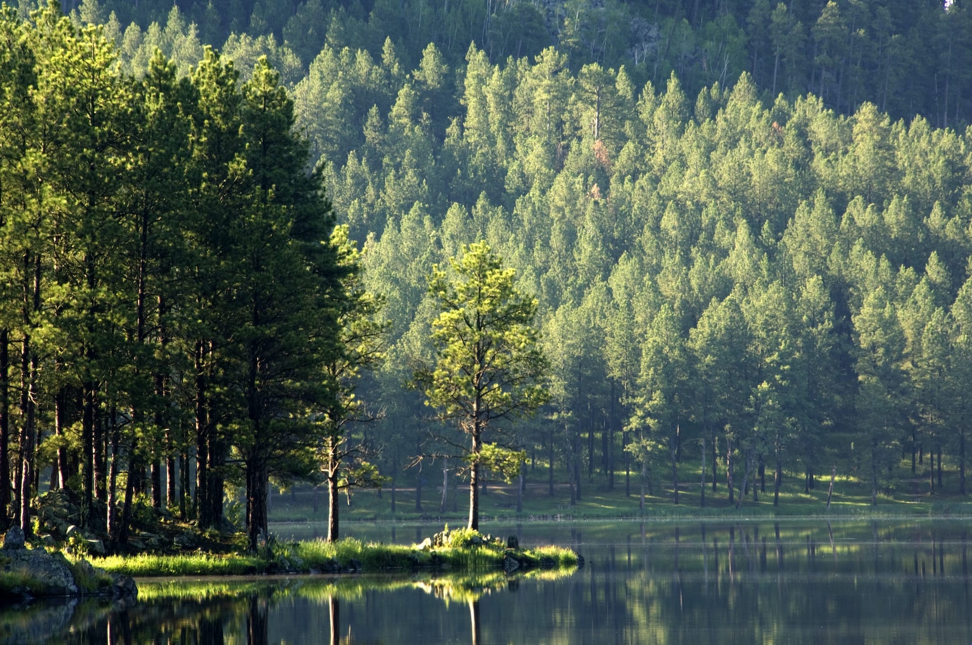 A peacefully calm lake with pine trees on the banks. 