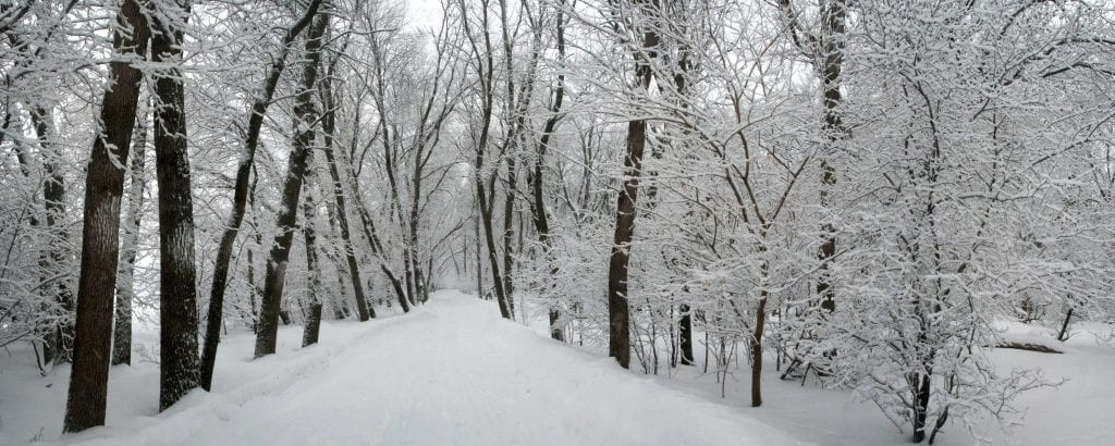 Freshly fallen snow fills a trail with several large trees and the scene feels lonely. 