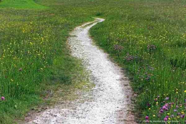 A sandy path winds through green grass and wildflowers. It looks inviting.